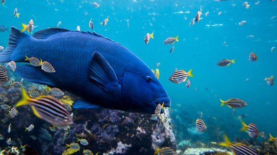 Photographer Jakob de Zwart has spent years capturing the famous Clovelly gropers.