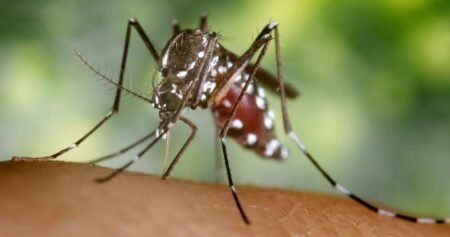 Toronto reports first human case of West Nile virus this year Toronto reports first human case of West Nile virus this year