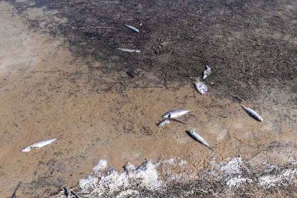 The fish kill in the Anglesea River last year. 