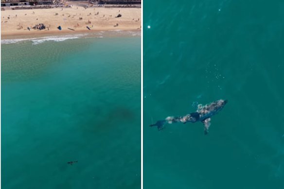 A drone image of a shark off Coogee beach.