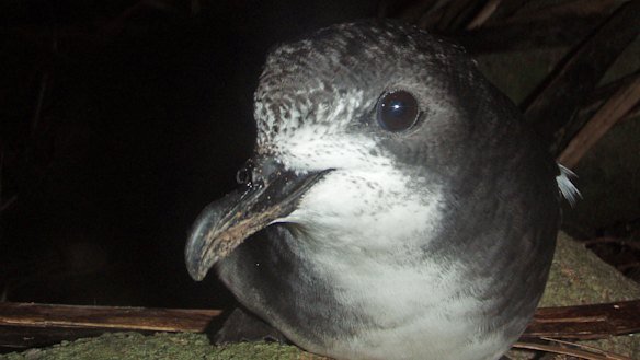 Mayors were made aware of the positive result of bird flu in the petrel on Friday. 