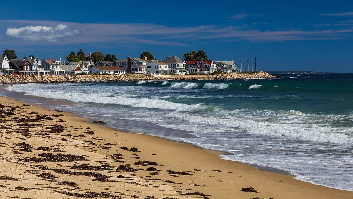 Sanderlings walk along a sandy beach with ocean surf and turquoise water in Wells, Maine.