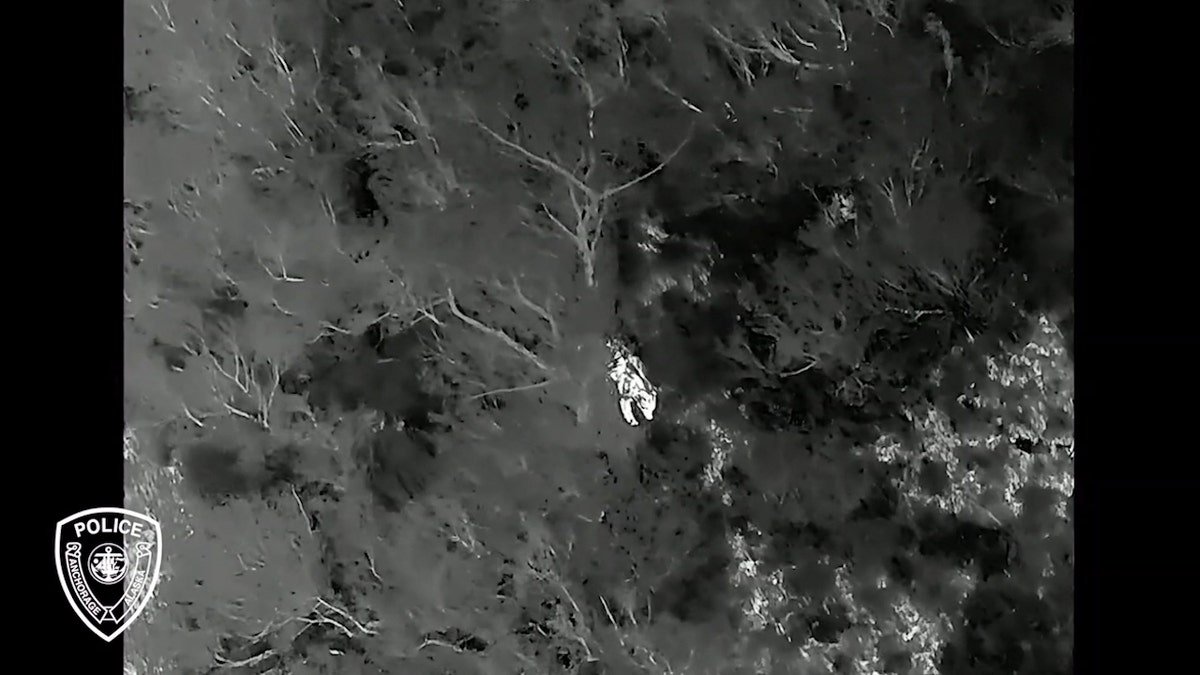 Thermal drone image showing bear
