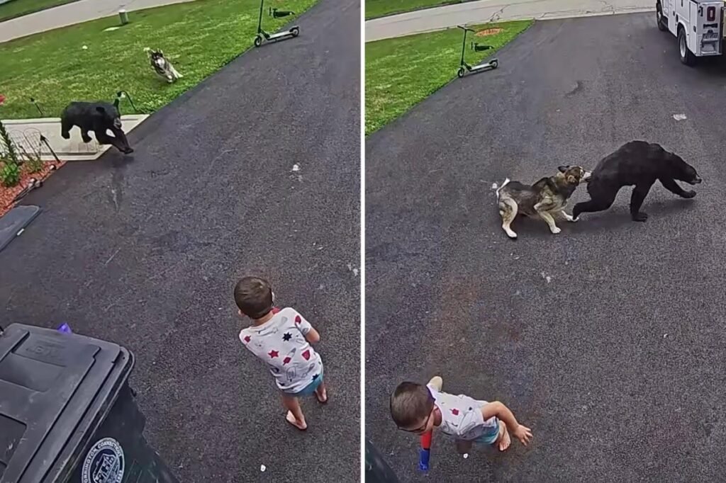 Family’s dog fights off bear that charged 6-year-old boy: video Family’s dog fights off bear that charged 6-year-old boy: video