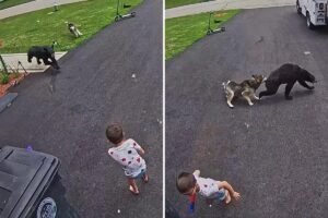 Family’s dog fights off bear that charged 6-year-old boy: video Family’s dog fights off bear that charged 6-year-old boy: video