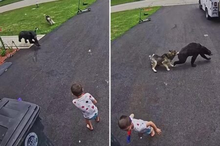 Family’s dog fights off bear that charged 6-year-old boy: video Family’s dog fights off bear that charged 6-year-old boy: video