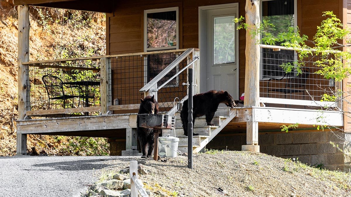 Bears inspect a wooden cabin porch and outdoor grill in Gatlinburg, Tenn.