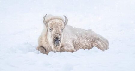 The Assiniboine Park Zoo’s ‘cherished’ white bison, Blizzard, has died The Assiniboine Park Zoo’s ‘cherished’ white bison, Blizzard, has died