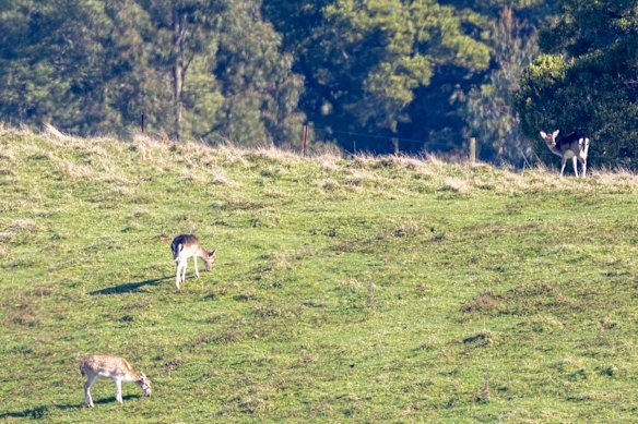 Deer grazing near Leppitt’s land. 