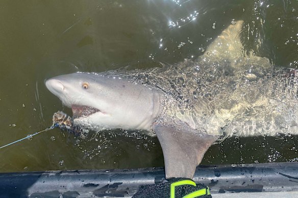 Taryn-Lee Perrior catches the sharks using a drum line. 
