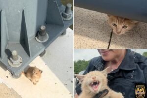 Tiny cat rescued after being thrown from moving vehicle on bridge