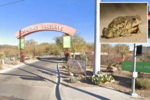 Rare toad returns to Las Vegas spring for first time in almost 65 years — and he’s looking for love Rare toad returns to Las Vegas spring for first time in almost 65 years — and he’s looking for love