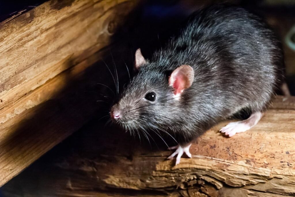 Wild rat in New Mexico tests positive for the plague after 4 confirmed cases in dogs Wild rat in New Mexico tests positive for the plague after 4 confirmed cases in dogs