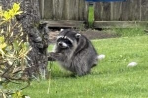 Seattle shop selling Jimothy the short-spined raccoon glass figurines for 5
