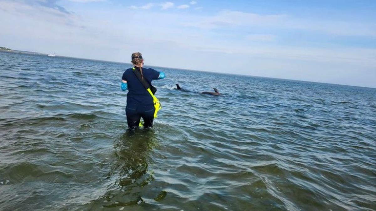 A woman in the waters off Massachusetts