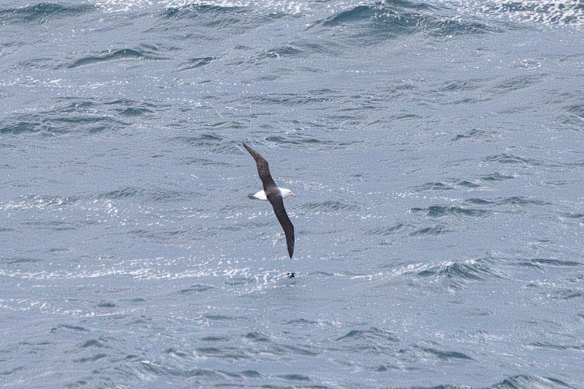 Migratory seabirds that cross between Australian waters and the sub-Antarctic – like this albatross seen at Maroubra on Sunday – are at risk of the disease.