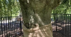 Historic Halifax tree vandalized again leaving community baffled Historic Halifax tree vandalized again leaving community baffled