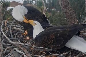 Famous California bald eagle’s home saved after last-minute donation spares nesting grounds from development Famous California bald eagle’s home saved after last-minute donation spares nesting grounds from development