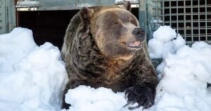 Grinder, one of two beloved grizzly bears on Grouse Mountain, dies Grinder, one of two beloved grizzly bears on Grouse Mountain, dies