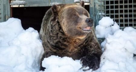 Grinder, one of two beloved grizzly bears on Grouse Mountain, dies