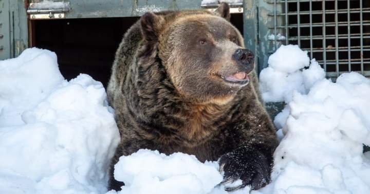 Grinder, one of two beloved grizzly bears on Grouse Mountain, dies Grinder, one of two beloved grizzly bears on Grouse Mountain, dies