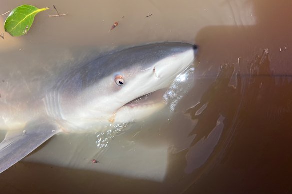 Sharks can accumulate toxins that have been ingested by their prey. 