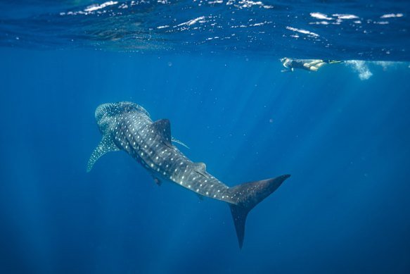 Ningaloo Reef was one of WA’s main attractions. 