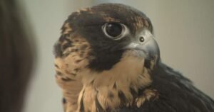 Preserving peregrine falcon species, art of falconry in Manitoba Preserving peregrine falcon species, art of falconry in Manitoba
