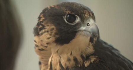 Preserving peregrine falcon species, art of falconry in Manitoba