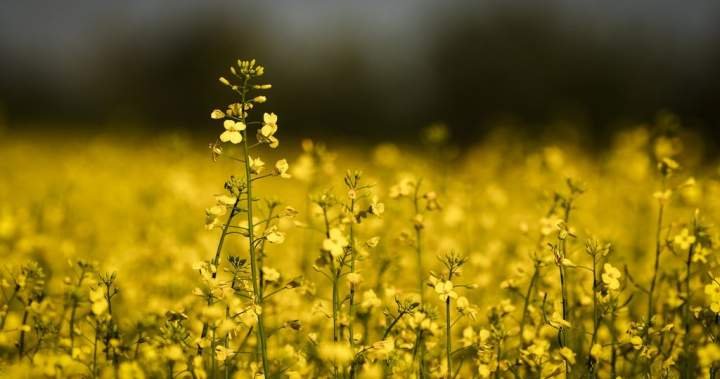 New gene technology could help Canadian canola cope with extreme weather New gene technology could help Canadian canola cope with extreme weather