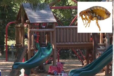 Elite California enclave battles ‘significant flea infestation’ after epic miscalculation