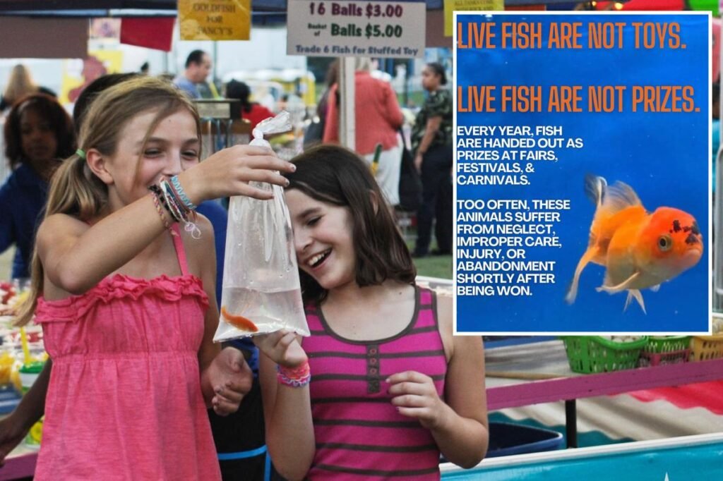 Exclusive | NYC Councilwoman eyes elimiating live fish as prizes at carnivals