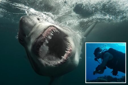 12-foot ‘Sharkzilla’ lurking in NY waters — and her massive bite marks have triggered wild mutant theories