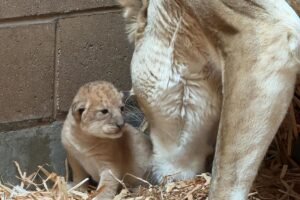 Fresno Zoo gets 4th of July surprise with adorable baby lion cubs Fresno Zoo gets 4th of July surprise with adorable baby lion cubs