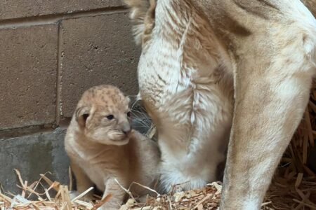 Fresno Zoo gets 4th of July surprise with adorable baby lion cubs Fresno Zoo gets 4th of July surprise with adorable baby lion cubs