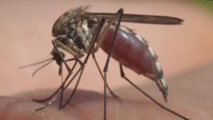 Mosquitoes are ‘bugging’ Saskatchewan, with numbers way up compared to past years Mosquitoes are ‘bugging’ Saskatchewan, with numbers way up compared to past years