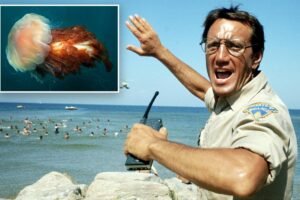 Move over, Jaws: Quaint New England beaches face painful new threat — and it can sting 25 days after death Move over, Jaws: Quaint New England beaches face painful new threat — and it can sting 25 days after death