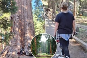 Clueless Sequoia ‘tourons’ spark outrage after endangering legendary giant tree with careless behavior