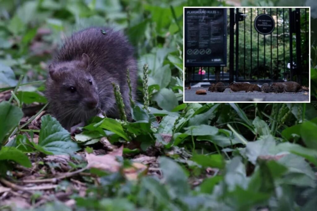 Exclusive | Trendy NYC nabe sees 37% surge in rat sightings in 2026 — even as reports dip citywide Exclusive | Trendy NYC nabe sees 37% surge in rat sightings in 2026 — even as reports dip citywide