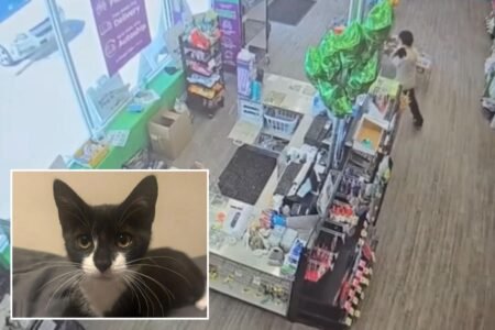 Maryland bank robbery suspect allegedly steals kitten, asks employee to hold it before demanding cash