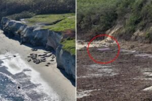 Mysterious purple seal has beach enclave going wild — experts reveal what happened