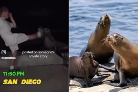 Feds hunt sicko who battered sea lion at La Jolla Cove near San Diego Feds hunt sicko who battered sea lion at La Jolla Cove near San Diego