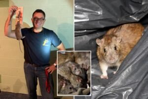 Exclusive | Rats are surging this summer— here’s how to keep NYC’s unofficial mascot at bay: ‘They eat through sheet rock’ Exclusive | Rats are surging this summer— here’s how to keep NYC’s unofficial mascot at bay: ‘They eat through sheet rock’