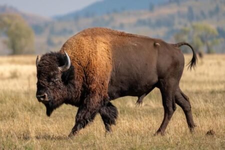 Massive bull bison tosses Yellowstone tourist into the air like a ragdoll in shocking attack Massive bull bison tosses Yellowstone tourist into the air like a ragdoll in shocking attack