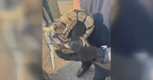 Python recovering after found in vehicle engine compartment in Mississauga