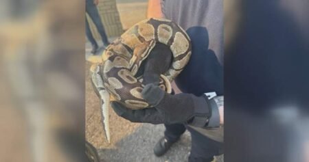 Python recovering after found in vehicle engine compartment in Mississauga Python recovering after found in vehicle engine compartment in Mississauga