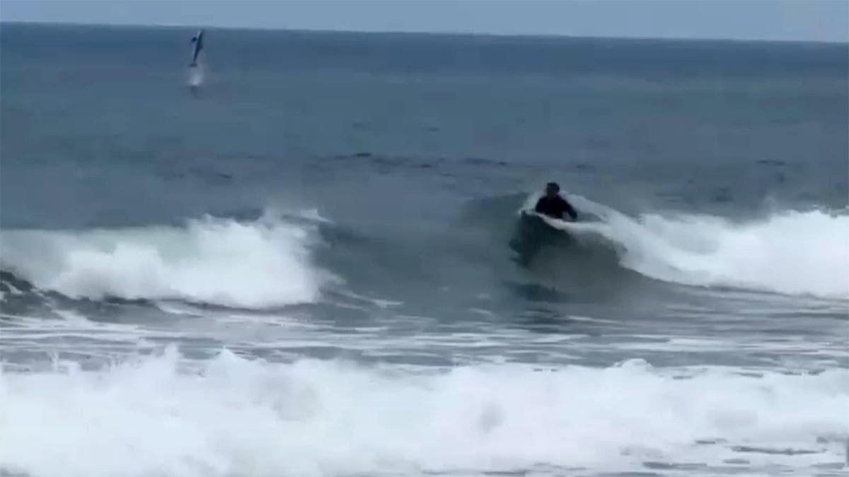Shark jumping out of water.