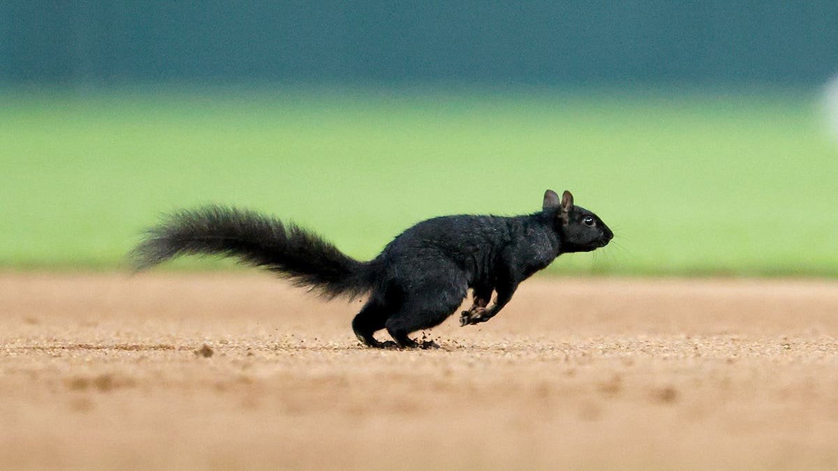 Squirrel runs on the field during a Detroit Tigers and Baltimore Orioles game at Comerica Park.