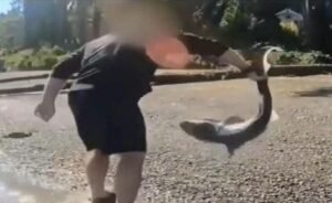 Man accused of illegally ‘wrestling’ protected sharks in Washington state after months-long investigation