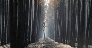Global burning at record low, despite North American and European wildfires Global burning at record low, despite North American and European wildfires